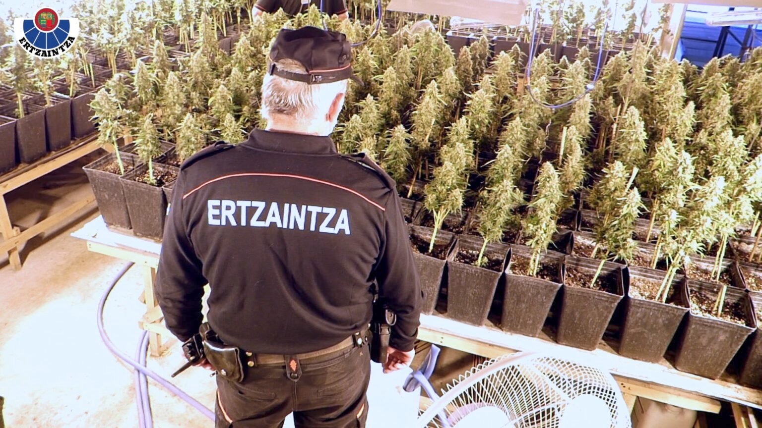 Desmantelan un cultivo con más de 2 000 plantas de marihuana ocultas en